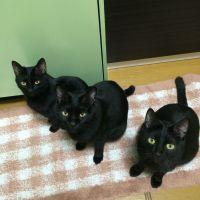 あじさい123 会員画像