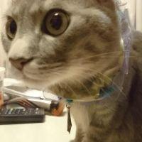 バンラプ 会員画像