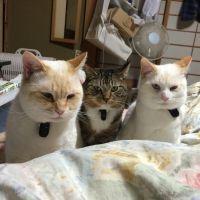 とらある 会員画像