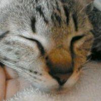 コトママ 会員画像