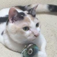 なぁちゃんまま 会員画像