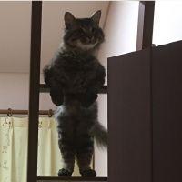 ピノえ 会員画像