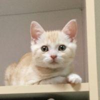 ももどの 会員画像