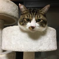 カモダ 会員画像