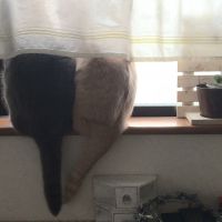 チャンみゆ 会員画像