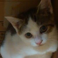 猫のぬくもり 会員画像