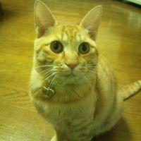 みかんの母 会員画像