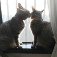 そにゃー 会員画像