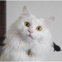 ayanee 会員画像