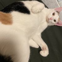 みねこやま 会員画像