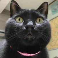 ぽんぽんまる 会員画像