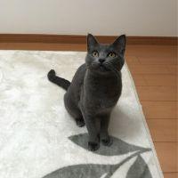 to-ro 会員画像