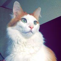 おにょれ 会員画像