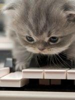 やまねこ ハ長調 会員画像