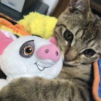 キューピー 会員画像