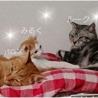 会員画像
