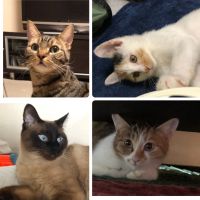 Baby Blue eyes 会員画像