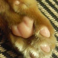 さくさくら 会員画像