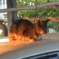 塩まんじゅう 会員画像