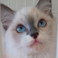 猫美さん 会員画像