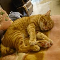 保護猫 まる 会員画像