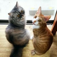 大阪ココちゃん 会員画像