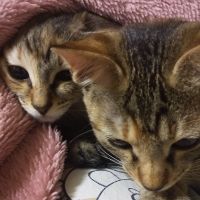猫/保護 会員画像