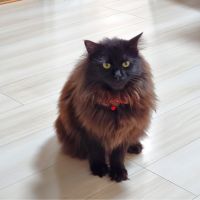 なきり 会員画像