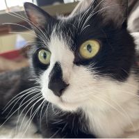 ぱんだねこちゃん 会員画像