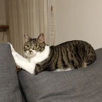 あずにゃん真理教 会員画像