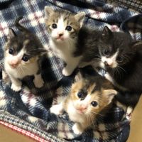 ミントライム 会員画像