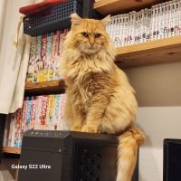 Eveママ 会員画像