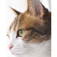 ななしのネコさん 会員画像