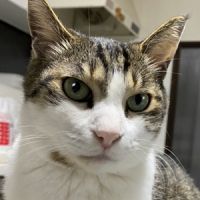 こあネコさん