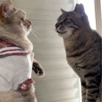 ゴンパル 会員画像