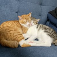 はるりんりん 会員画像