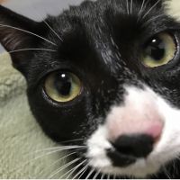 はちゆい 会員画像