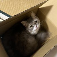 猫ラブおじさん 会員画像