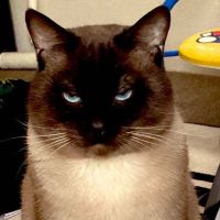 笑猫わらび 会員画像