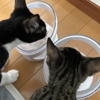 だいみつ 会員画像