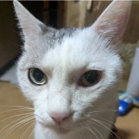 スヌさんさん