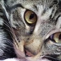 ニャコッスキさん