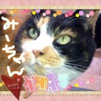 ねこAA 会員画像
