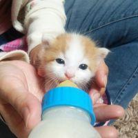 ニャンまま 会員画像