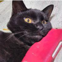 シンチェ 会員画像