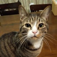 キリ坊ちゃん 会員画像