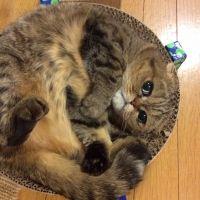会員画像
