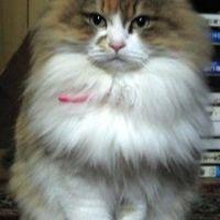 mogwaithecat 会員画像