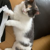 ちょら君 会員画像