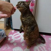 まゆ猫娘 会員画像